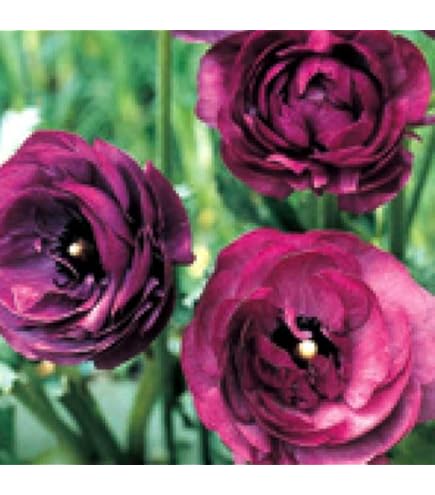 ウルトラあおむし　ラナンキュラス　球根 ウルトラあおむし ラナンキュラス 球根 ウルトラあおむし様専用